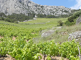 Sv Nedelja vineyards Sveta Nedelja vineyards